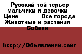 Русский той-терьер мальчики и девочки › Цена ­ 8 000 - Все города Животные и растения » Собаки   